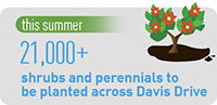 This summer, 21,000+ shrubs and perennials to be planted across Davis Drive